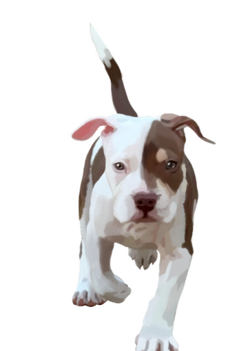 Louie