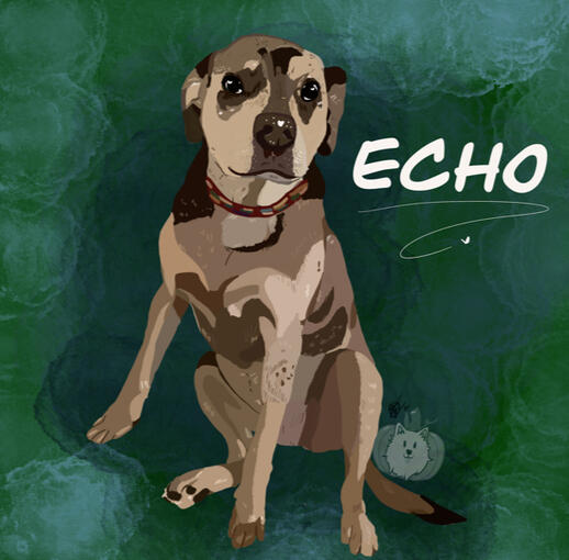 Echo